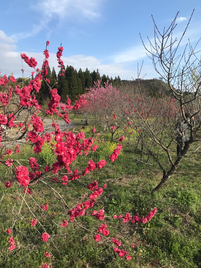 触田「花ももの里」