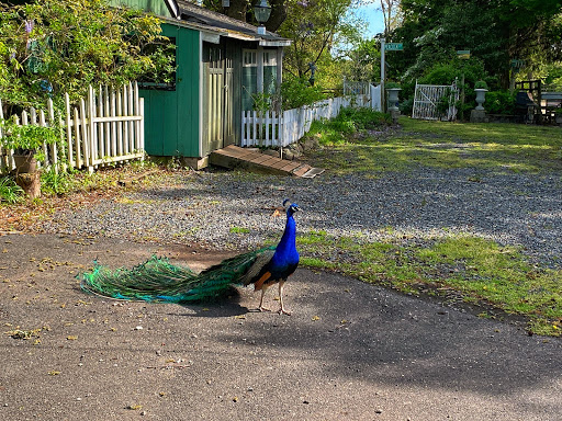 Park «Lemon Creek Park», reviews and photos, Hylan Blvd, Staten Island, NY 10309, USA