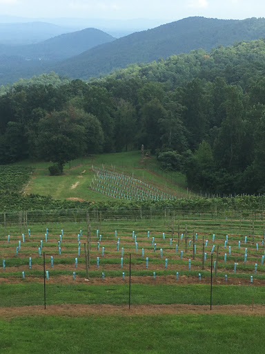 Vineyard «Stone Mountain Vineyards», reviews and photos, 1376 Wyatt Mountain Rd, Dyke, VA 22935, USA
