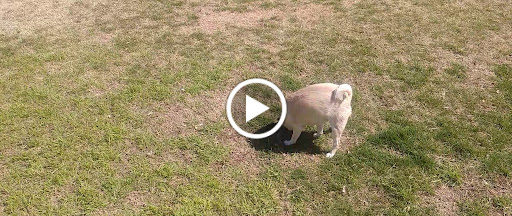 Park «Paul Meyer Park», reviews and photos, 4525 New Forest Dr, Las Vegas, NV 89147, USA