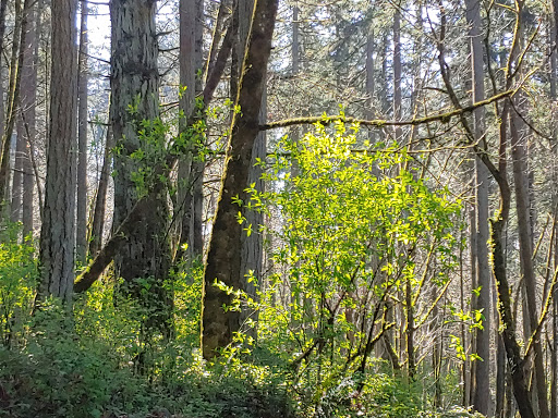 Park «Hendricks Park», reviews and photos, Summit Ave & Skyline Blvd, Eugene, OR 97403, USA