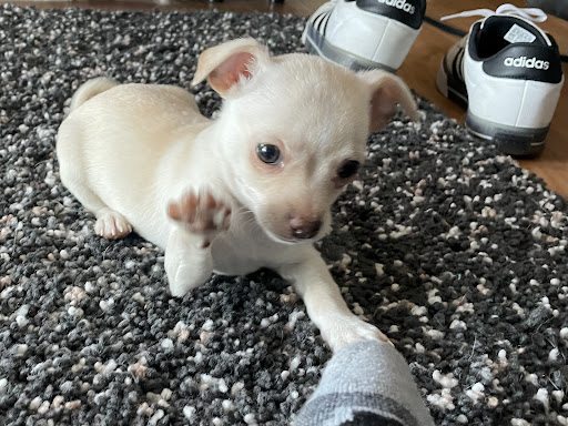 Pet Store «A to Z Pets», reviews and photos, 16010 SE Division St, Portland, OR 97236, USA