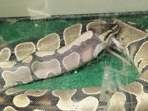 Queen Street Pets, 10 S Queen St, Rising Sun, MD 21911, USA, 