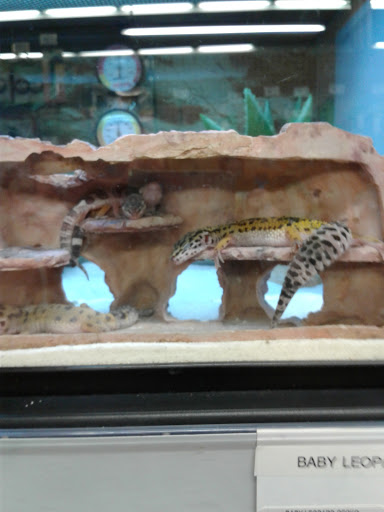 Pet Supply Store «Petco Animal Supplies», reviews and photos, 1753 St Lucie W Blvd, Port St Lucie, FL 34986, USA