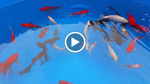 Park «Margaret T. Hance Park», reviews and photos, 67 W Culver St, Phoenix, AZ 85003, USA