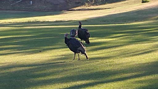 Golf Course «Adams Springs Golf Course», reviews and photos, 14347 Snead Ct, Cobb, CA 95426, USA