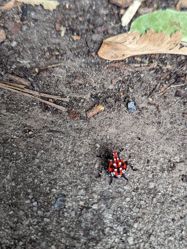 Park «Dyker Beach Park», reviews and photos, 334 Bay 8th St, Brooklyn, NY 11228, USA