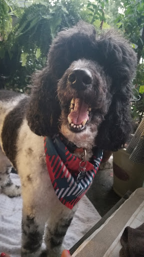 Pet Supply Store «PetSmart», reviews and photos, 3780 Riverchase Village #300, Hoover, AL 35244, USA