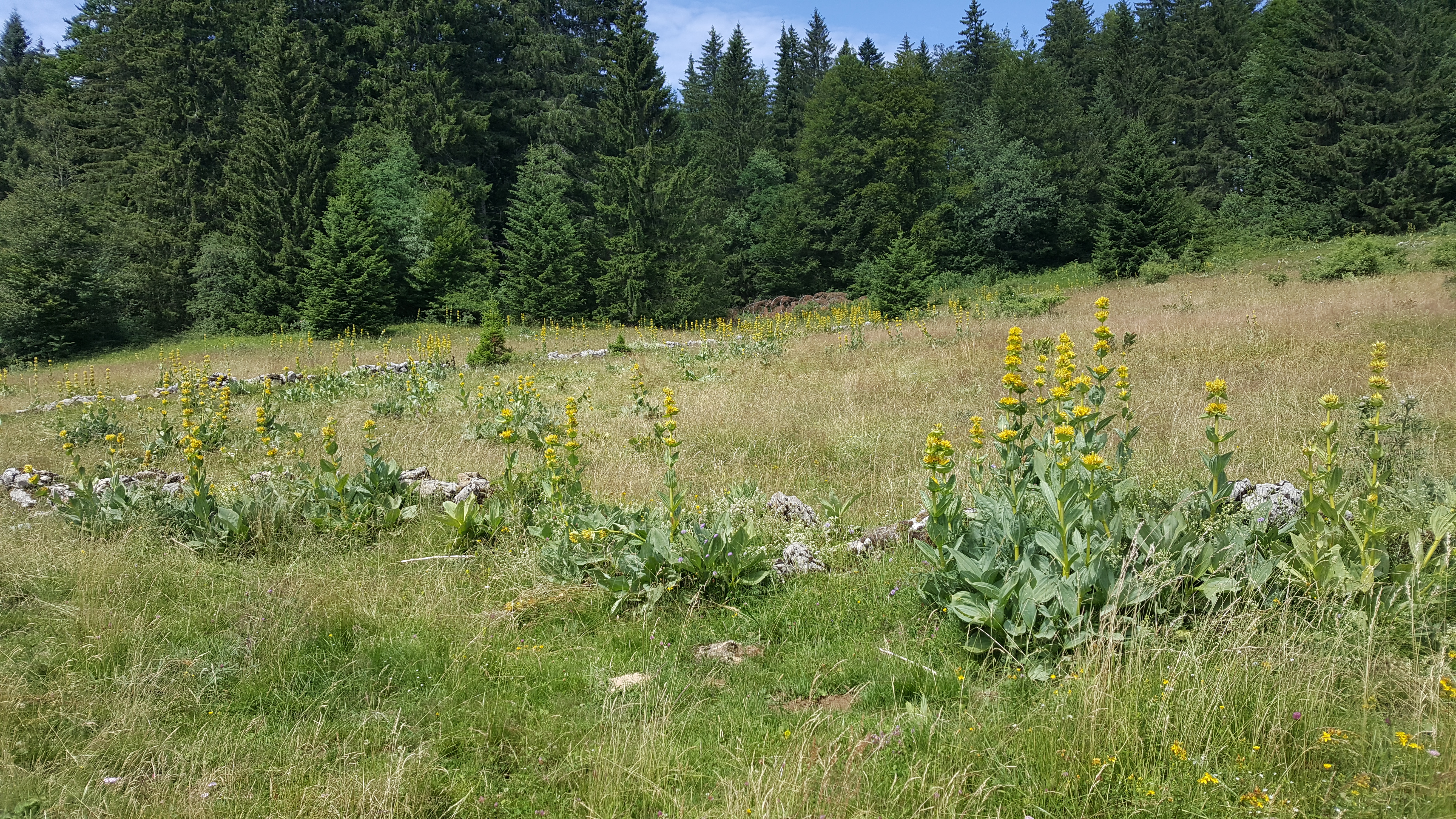 Photo n° 1 de l'avis de patrick.e fait le 15/07/2017 à 12:58