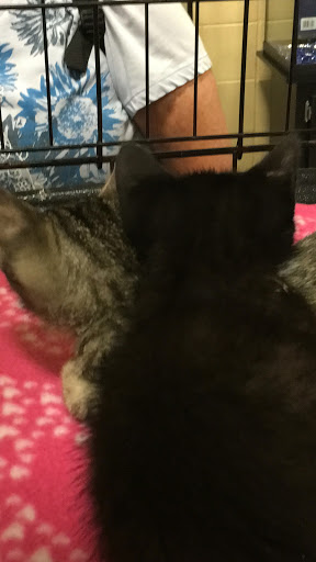 Pet Supply Store «PetSmart», reviews and photos, 1115 Vidina Pl, Oviedo, FL 32765, USA