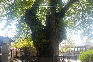Bayır Servi Ağacı Tabiat Anıtı image
