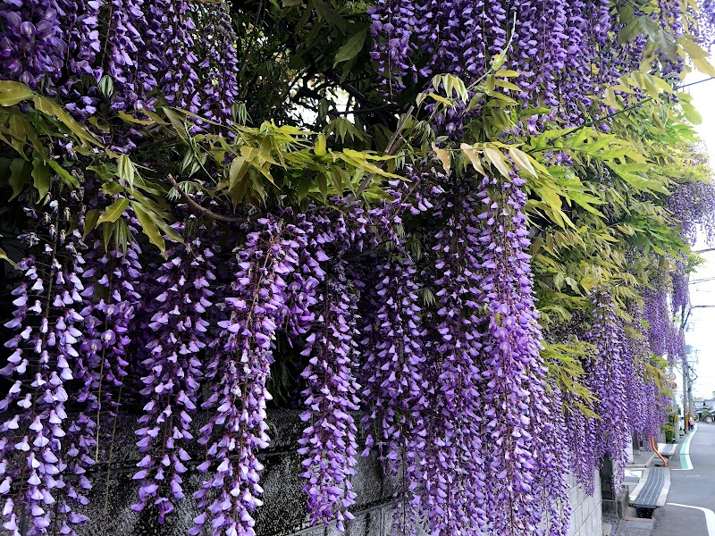 信達宿の野田藤 梶本邸 大阪府泉南市信達牧野 観光名所 グルコミ