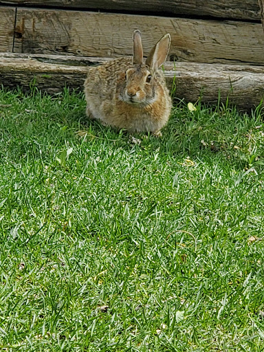 Museum «Colorado Railroad Museum», reviews and photos, 17155 W 44th Ave, Golden, CO 80403, USA