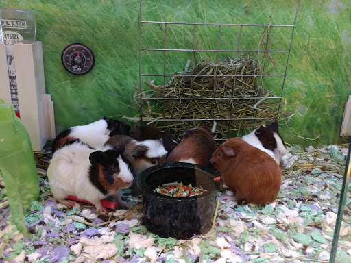 Pet Supply Store «PetSmart», reviews and photos, 215 N Burkhardt Rd, Evansville, IN 47715, USA