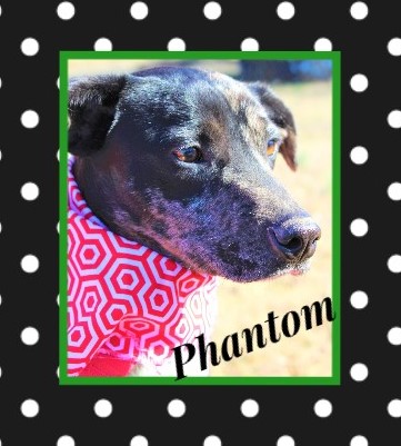 Humane Society of Independence County