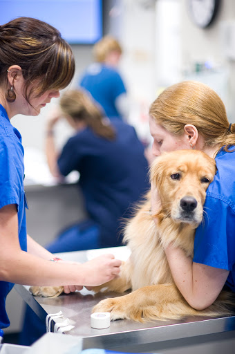 Bush Veterinary Neurology Service (BVNS) - Richmond