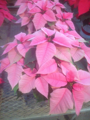 Florist «Pletschers», reviews and photos, 641 Old Hwy 8 SW, New Brighton, MN 55112, USA