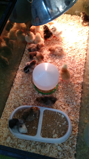 Pet Supply Store «College Greens Pet Center», reviews and photos, 3311 Julliard Dr # A, Sacramento, CA 95826, USA