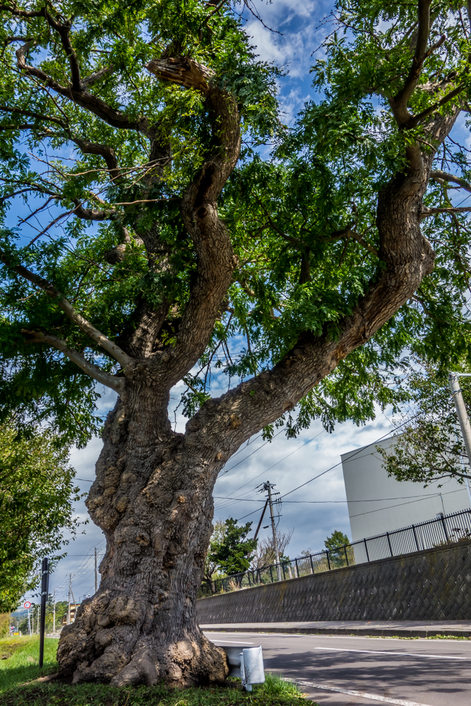 松ヶ枝のサイカチ 記念保護樹木