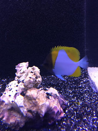 Tropical Fish Store «Reef Oasis», reviews and photos, 7669 Mentor Ave, Mentor, OH 44060, USA