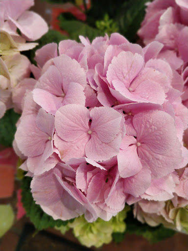 Florist «Thrifty Florist Ann Arbor», reviews and photos, 3021 Carpenter Rd, Ypsilanti, MI 48197, USA