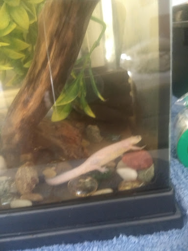 Pet Store «Everything Pets», reviews and photos, 1506 Altamont Ave, Schenectady, NY 12303, USA