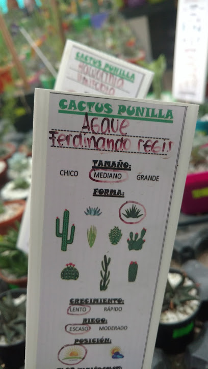Cactus Punilla