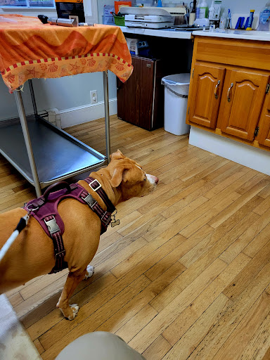 Well Point Veterinary Service image