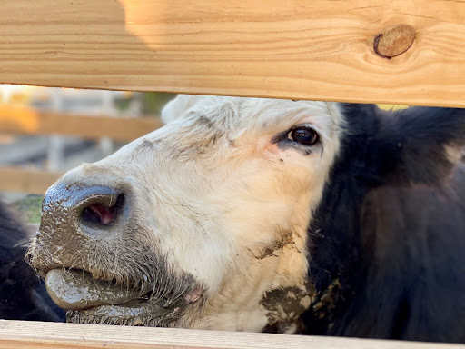 Pumpkin Patch «Barts Farm and Pumpkin Patch», reviews and photos, 7307 Alburnett Rd, Marion, IA 52302, USA