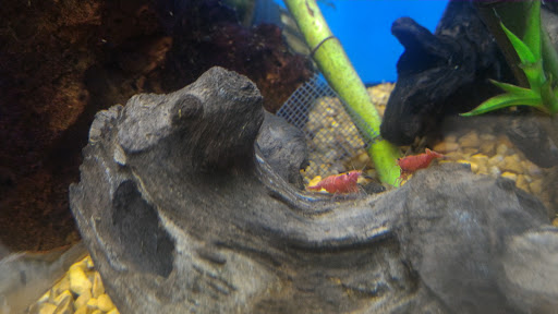 Pet Supply Store «Petco Animal Supplies», reviews and photos, 1410 N Loop 336 W, Conroe, TX 77304, USA