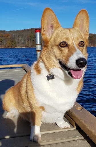 Explore phoenix tattoo ideas for guys, creative tattoo ideas in Metuchen, available at Iron & Pine Tattoo Co.