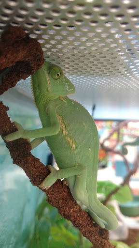 Pet Supply Store «Petco Animal Supplies», reviews and photos, 742 New Los Angeles Ave a, Moorpark, CA 93021, USA