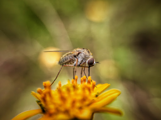 Park «Hugh Ramsey Nature Park», reviews and photos, 1000 TX-499 Loop, Harlingen, TX 78550, USA