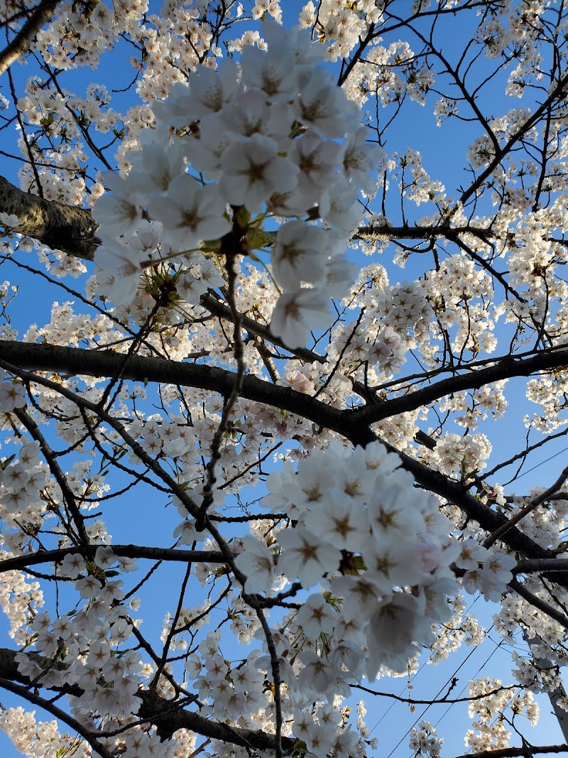 あらやさくら公園