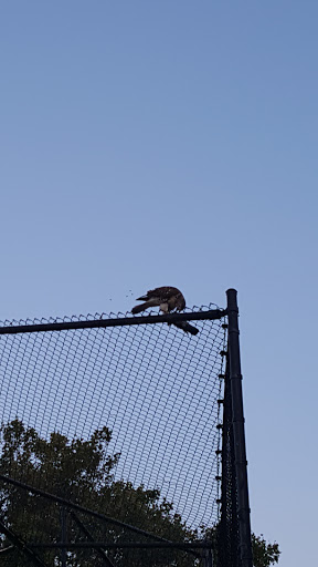 Park «Harris Park», reviews and photos, Goulden Ave, Bronx, NY 10468, USA