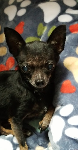 Sherrod Leeanne DVM image