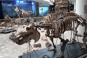 Zoological Museum image