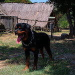 Photo n°11 de l'avis de Giorgio.a fait le 22/07/2018 à 06:22 sur le  Antiquitates Centro di Archeologia Sperimentale à Civitella Cesi