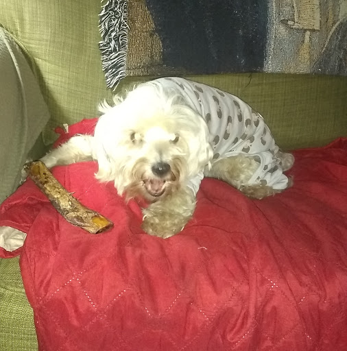 Pet Supply Store «Jeffers Pet», reviews and photos, 310 W Saunders Rd, Dothan, AL 36301, USA