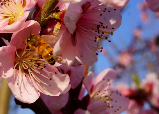 Produce Market «B&P Hitz Fruit Farm (Apples N Produce)», reviews and photos, 14070 Wilco Hwy NE, Woodburn, OR 97071, USA