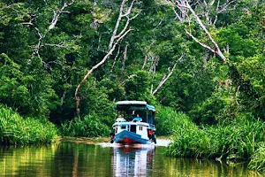 Borneo Primate Tours - Orangutan Applause Day Tours image