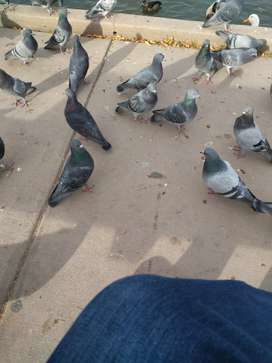 City Park «Steele Indian School Park», reviews and photos, 300 E Indian School Rd, Phoenix, AZ 85012, USA