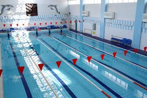 Dolphin pool image