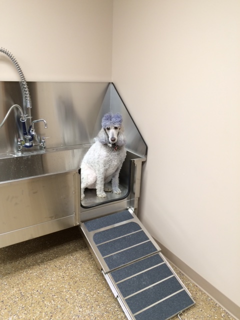 Boarding and Grooming at Westside Family Pet Clinic