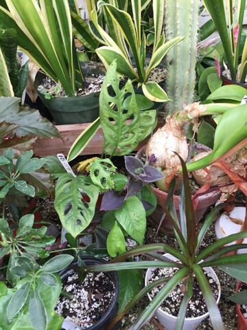 Florist «Ames Greenhouse», reviews and photos, 3011 S Duff Ave, Ames, IA 50010, USA