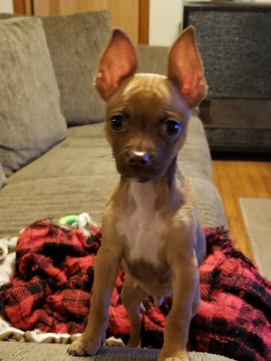 Pet Supply Store «PetSmart», reviews and photos, 540 New York Ave, Lyndhurst, NJ 07071, USA