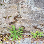 Photo n°8 de l'avis de K. fait le 17/05/2022 à 20:17 sur le  Schloss Bürgeln à Schliengen