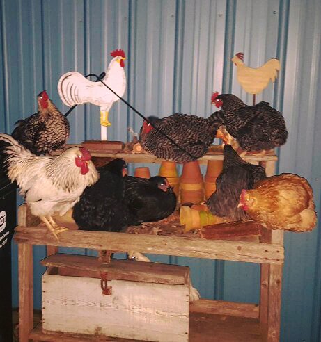 Blind Chicken Farm