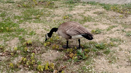 Park «Lake Front Park», reviews and photos, 23000 Jefferson Ave, St Clair Shores, MI 48080, USA