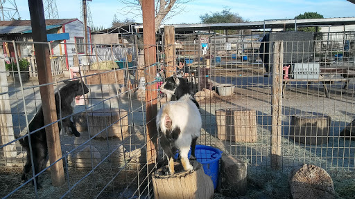 Pony Time at Lakewood Equestrian Center image